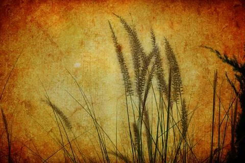 Grass Plumes Stock Photos
