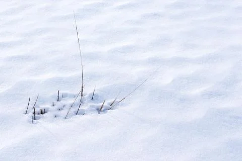 Grass Poking Through Snow Stock Photos