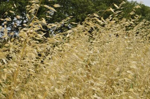 Grass pollen in blooming grass Stock Photos