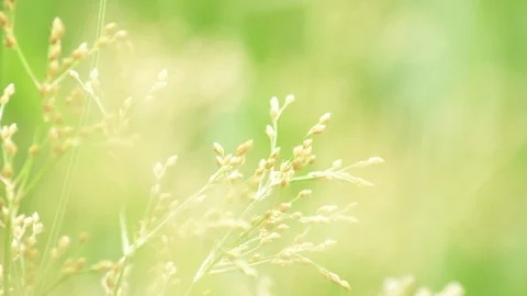 Grass pollen in bright day light freshness background Stock Footage 94148791