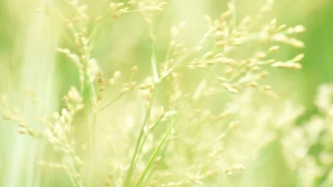 Grass pollen in bright day light freshness background Stock Footage 94148971