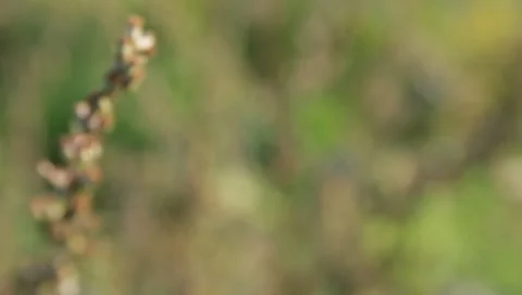 Grass polыn Stock Footage 8653040