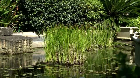 Grass in pond Stock Footage 11164394