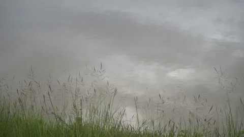 Grass on pond Stock Footage 141272187