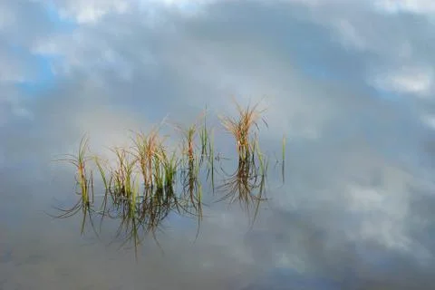 Grass in a pond Stock Photos