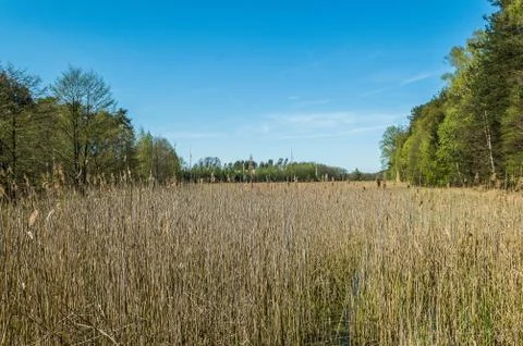  Grass in the pond Stock Photos