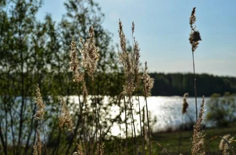 Grass by the pond Stock Photos