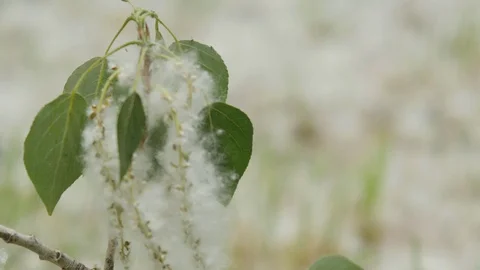 The Grass in the Poplar Fluff Stock Footage 89734232