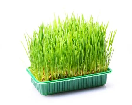 Grass in pot Stock Photos