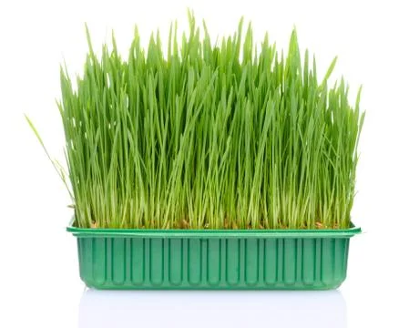Grass in pot Stock Photos