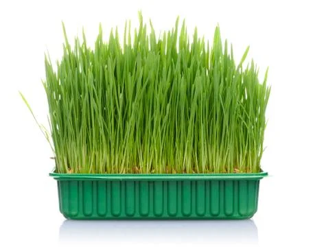 Grass in pot Stock Photos