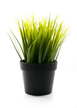 Grass in pot Stock Photos
