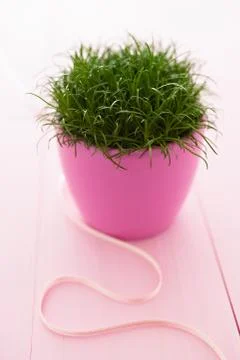 Grass in pot Stock Photos