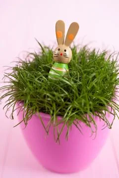 Grass in pot Foto stock