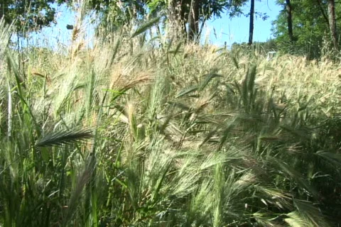 Grass pov moving in low Stock Footage 500268