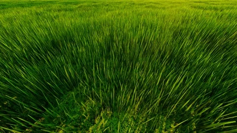The grass on the prairie is blowing in the wind Stock Footage 288168068