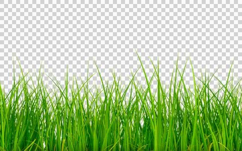 Grass profile isolated Stock Illustration