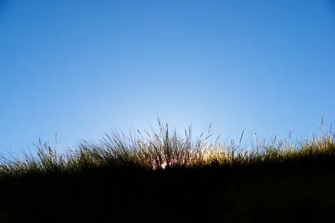 Grass in the Pyrenees. Stock Photos