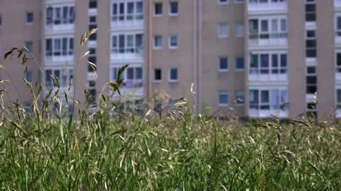 Grass quietly spiked in the wind Stock Footage 197488256