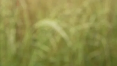Grass rack focus Video stock 100855976