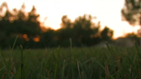 Grass with rack focus at sunset 스톡 동영상 701762