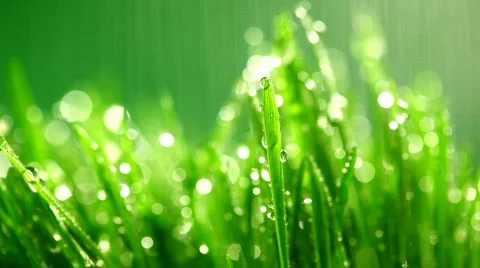 Grass rain 4 Stock Footage 351938
