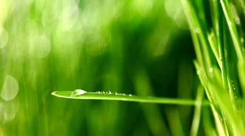 Grass rain 96 Stock Footage 354114