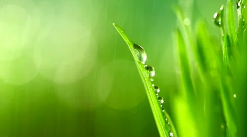 Grass rain 98 Stock Footage 354163