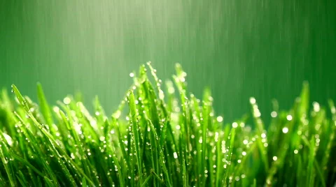 Grass rain 99 Stock Footage 354208