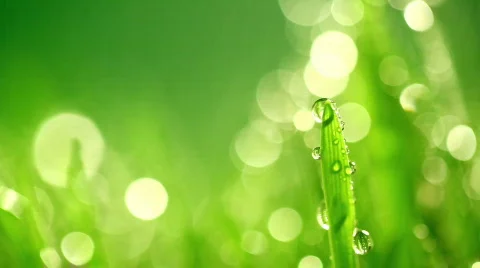 Grass rain 992 Stock Footage 354283