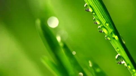 Grass rain 994 Stock Footage 354339