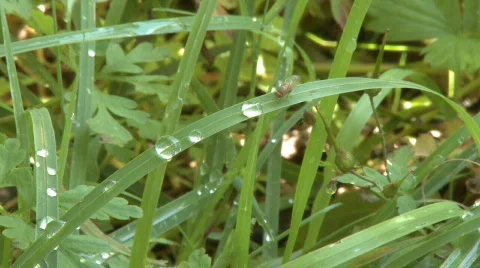 Grass with rain drops and fly Stock Footage 360304