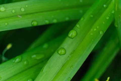 Grass with rain drops macro. fresh green leaves. Morning dew, after the rain Stock Photos