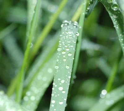 Grass with rain drops Stock-Fotos