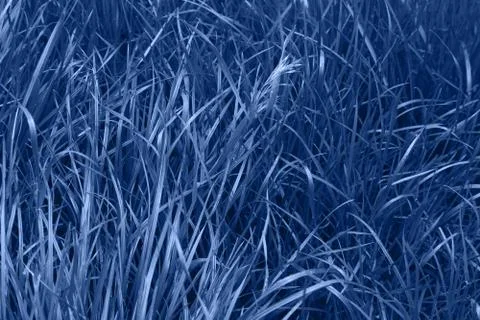 Grass with rain drops. Stock Photos