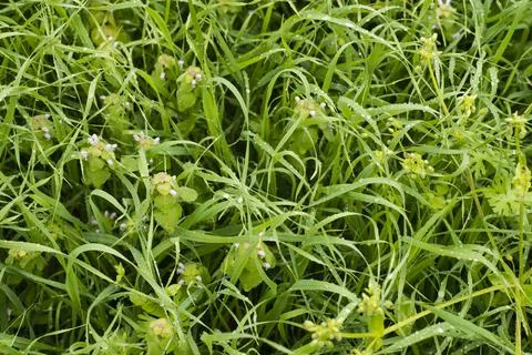 Grass with rain drops. Stock Photos
