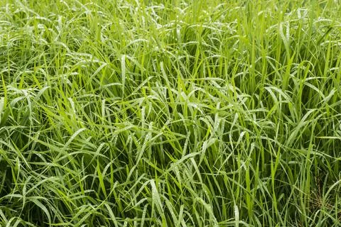 Grass with rain drops. Stock Photos