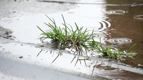 Grass with rain drops at  road side Stock Footage 156312672