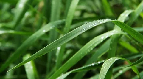 GRASS RAIN Stock Footage 11058603