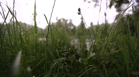 Grass in the rain Stock Footage 32475213