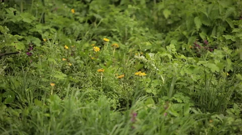 Grass in the rain Stock Footage 50491923
