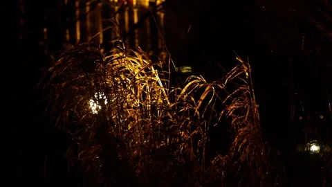 The grass in the rain in the lantern light Video stock 82864610