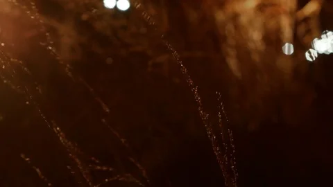 The grass in the rain in the lantern light Video stock 82865700