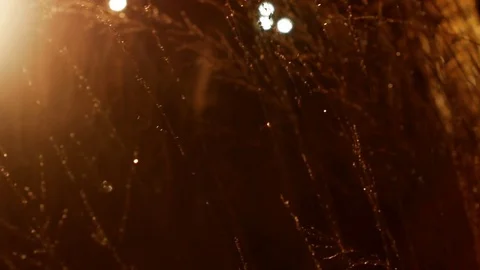 The grass in the rain in the lantern light Stock Footage 82866151