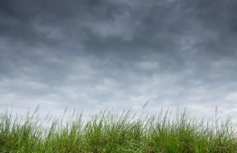 Grass on rain sky Foto stock