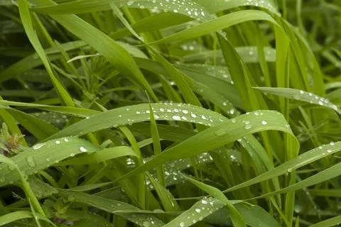 Grass in raindrops Stock Photos
