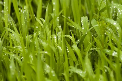 Grass in raindrops Stock Photos