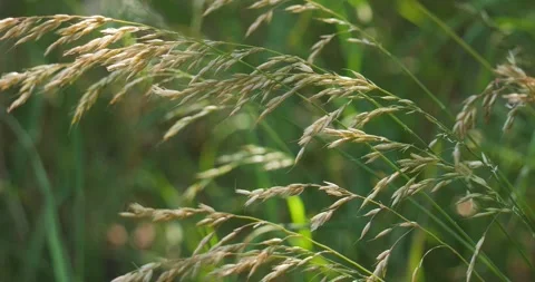 Grass Raygrass Arrhenatherum Elatius on a spring meadow Video stock 244324165
