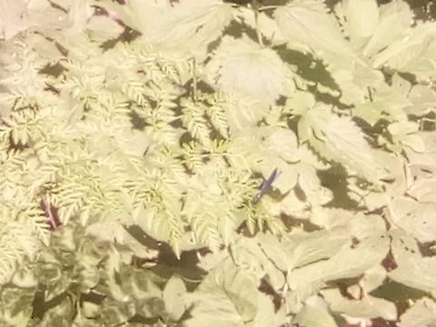 Grass in the rays of the pouring sun Stock Photos