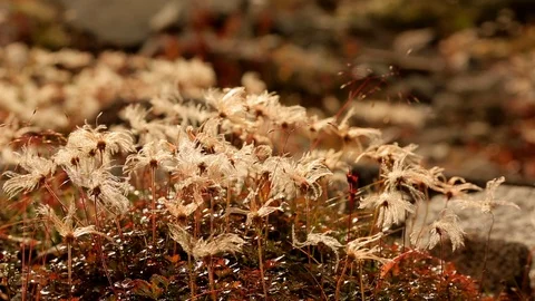 Grass  in the rays of setting sun. Stock Footage 98128256